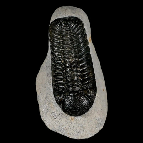 2.5" Moroccops Trilobite Fossil Devonian Morocco 400 Million Years Old COA - Fossil Age Minerals