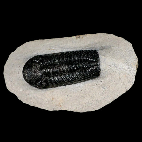 2.5" Moroccops Trilobite Fossil Devonian Morocco 400 Million Years Old COA - Fossil Age Minerals