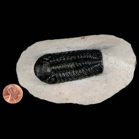 2.5" Moroccops Trilobite Fossil Devonian Morocco 400 Million Years Old COA - Fossil Age Minerals