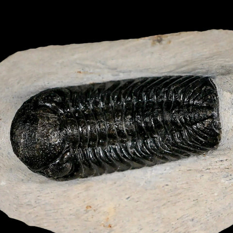 2.5" Moroccops Trilobite Fossil Devonian Morocco 400 Million Years Old COA - Fossil Age Minerals