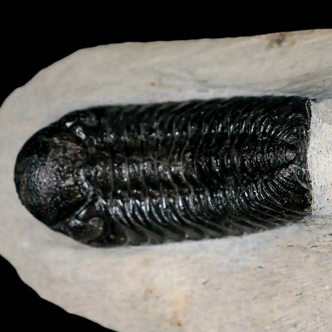 2.5" Moroccops Trilobite Fossil Devonian Morocco 400 Million Years Old COA - Fossil Age Minerals