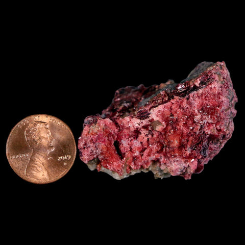 1.7" Erythrite Pink Cobalt Crystal Mineral Specimen Atlas Mountains, Morocco - Fossil Age Minerals