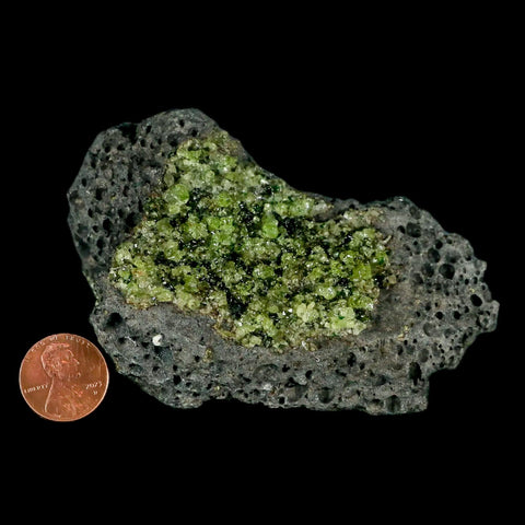 XL 3.9" Natural Emerald Peridot Crystal Minerals On Volcanic Rock Gila, Arizona - Fossil Age Minerals