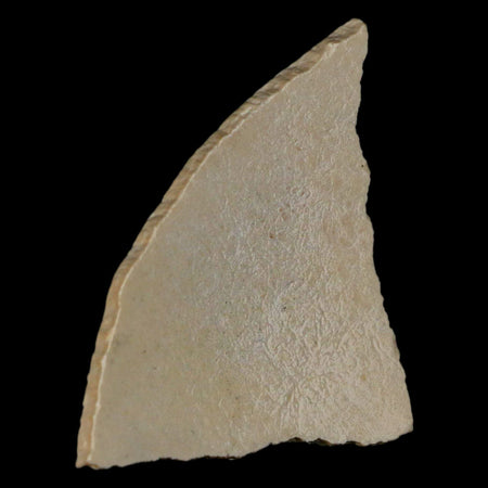 2.4" Elephant Bird Aepyornis Maximus Egg Shell Specimen Late Pleistocene Madagascar