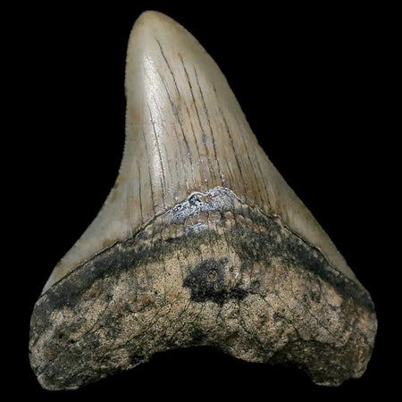 2.9" Quality Megalodon Shark Tooth Serrated Fossil Natural Miocene Age COA