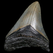 3.2" Quality Megalodon Shark Tooth Serrated Fossil Natural Miocene Age COA