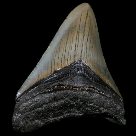 3.2" Quality Megalodon Shark Tooth Serrated Fossil Natural Miocene Age COA