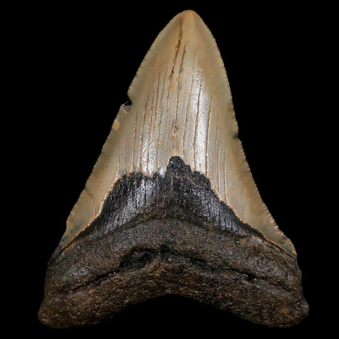 3.2" Quality Megalodon Shark Tooth Serrated Fossil Natural Miocene Age COA - Fossil Age Minerals