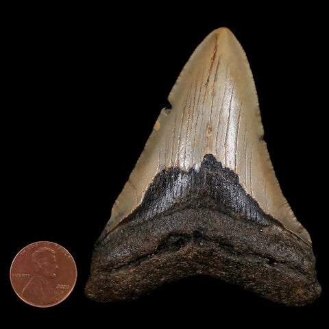 3.2" Quality Megalodon Shark Tooth Serrated Fossil Natural Miocene Age COA - Fossil Age Minerals