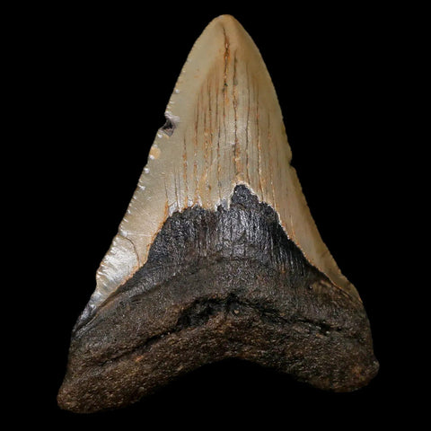 3.2" Quality Megalodon Shark Tooth Serrated Fossil Natural Miocene Age COA - Fossil Age Minerals