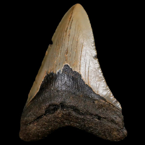 3.2" Quality Megalodon Shark Tooth Serrated Fossil Natural Miocene Age COA - Fossil Age Minerals