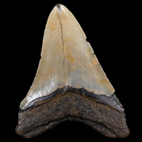 3.2" Quality Megalodon Shark Tooth Serrated Fossil Natural Miocene Age COA - Fossil Age Minerals