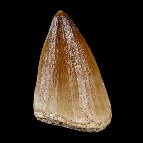 1.7" Mosasaur Prognathodon Fossil Tooth Cretaceous Dinosaur Era COA & Stand - Fossil Age Minerals