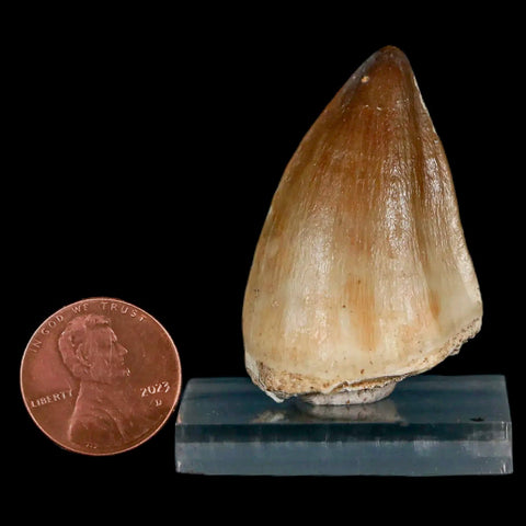 1.7" Mosasaur Prognathodon Fossil Tooth Cretaceous Dinosaur Era COA & Stand - Fossil Age Minerals