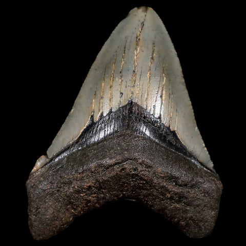 3.1" Quality Megalodon Shark Tooth Serrated Fossil Natural Miocene Age COA - Fossil Age Minerals