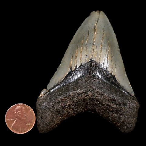 3.1" Quality Megalodon Shark Tooth Serrated Fossil Natural Miocene Age COA - Fossil Age Minerals