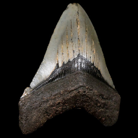 3.1" Quality Megalodon Shark Tooth Serrated Fossil Natural Miocene Age COA