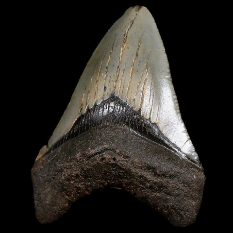 3.1" Quality Megalodon Shark Tooth Serrated Fossil Natural Miocene Age COA - Fossil Age Minerals