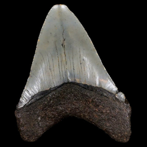 3.1" Quality Megalodon Shark Tooth Serrated Fossil Natural Miocene Age COA - Fossil Age Minerals