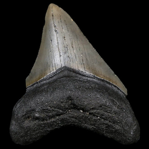 3.2" Quality Megalodon Shark Tooth Serrated Fossil Natural Miocene Age COA - Fossil Age Minerals