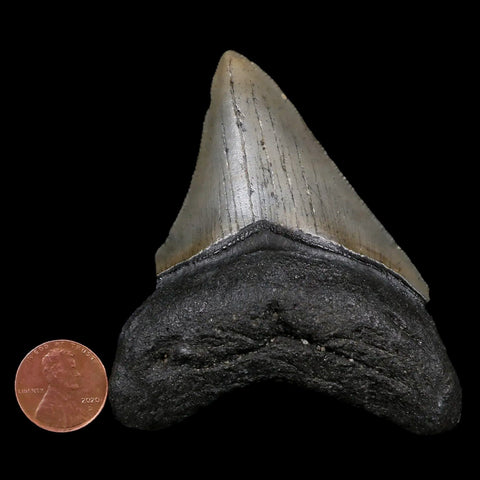 3.2" Quality Megalodon Shark Tooth Serrated Fossil Natural Miocene Age COA - Fossil Age Minerals