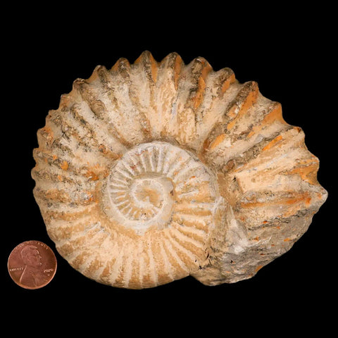 4.2" Acanthoceras Ammonite Fossil Agadir Morocco 360 Million Year Old COA - Fossil Age Minerals