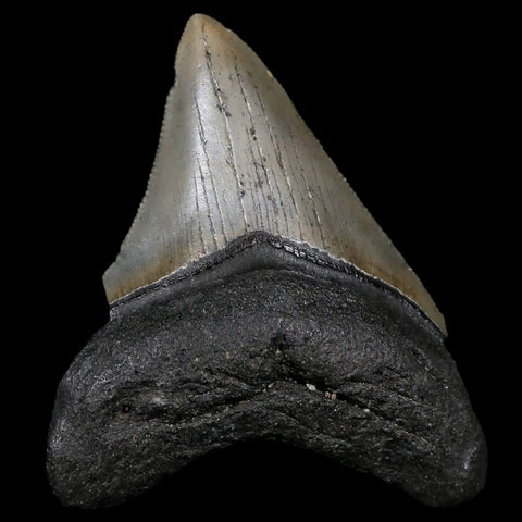 3.2" Quality Megalodon Shark Tooth Serrated Fossil Natural Miocene Age COA - Fossil Age Minerals