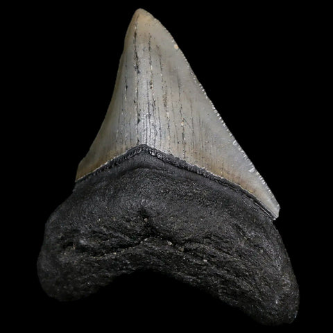 3.2" Quality Megalodon Shark Tooth Serrated Fossil Natural Miocene Age COA - Fossil Age Minerals