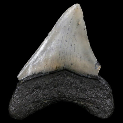 3.2" Quality Megalodon Shark Tooth Serrated Fossil Natural Miocene Age COA - Fossil Age Minerals