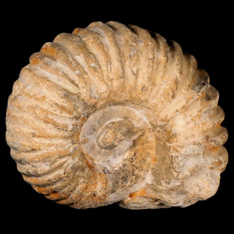 3.9" Acanthoceras Ammonite Fossil Agadir Morocco 360 Million Year Old COA - Fossil Age Minerals
