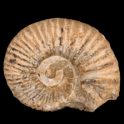 4.4" Acanthoceras Ammonite Fossil Agadir Morocco 360 Million Year Old COA - Fossil Age Minerals