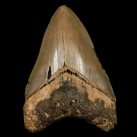 3.5" Quality Megalodon Shark Tooth Serrated Fossil Natural Miocene Age COA - Fossil Age Minerals