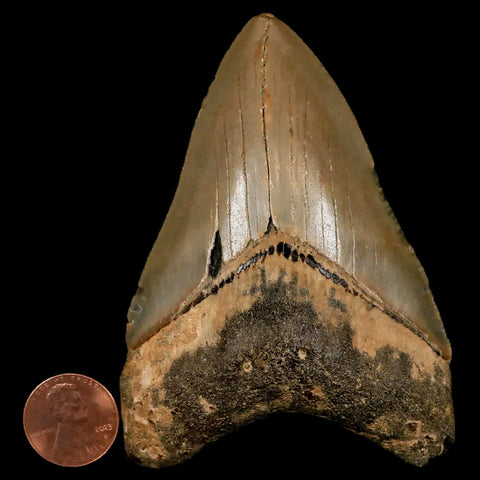 3.5" Quality Megalodon Shark Tooth Serrated Fossil Natural Miocene Age COA - Fossil Age Minerals