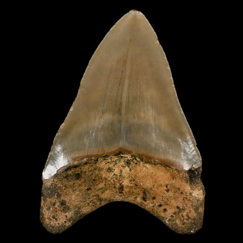 3.5" Quality Megalodon Shark Tooth Serrated Fossil Natural Miocene Age COA - Fossil Age Minerals