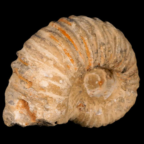3.8" Acanthoceras Ammonite Fossil Agadir Morocco 360 Million Year Old COA - Fossil Age Minerals