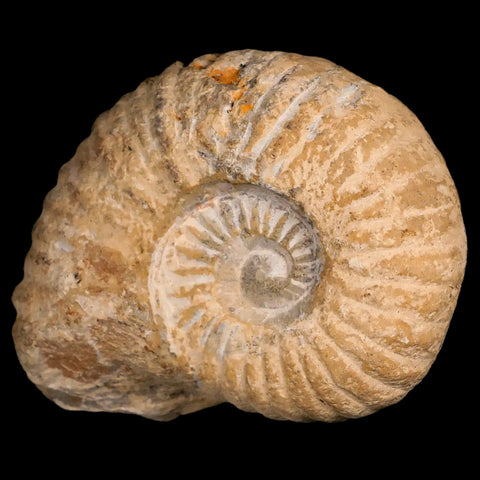 3.5" Acanthoceras Ammonite Fossil Agadir Morocco 360 Million Year Old COA - Fossil Age Minerals