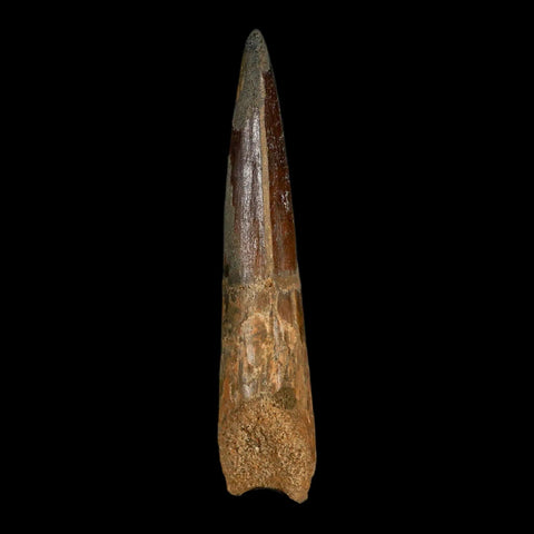 XXL 4.8" Spinosaurus Fossil Tooth 100 Million Years Old Cretaceous Dinosaur COA - Fossil Age Minerals