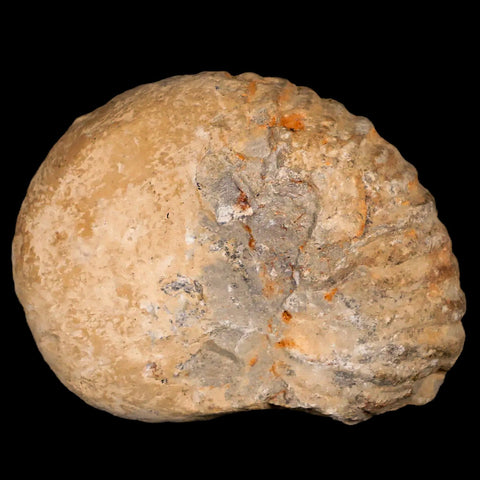3.5" Acanthoceras Ammonite Fossil Agadir Morocco 360 Million Year Old COA - Fossil Age Minerals