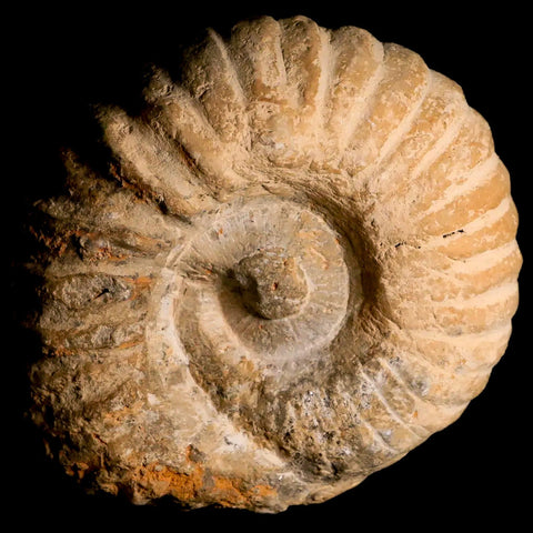 4.1" Acanthoceras Ammonite Fossil Agadir Morocco 360 Million Year Old COA - Fossil Age Minerals