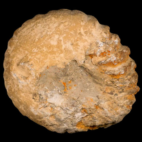 4.1" Acanthoceras Ammonite Fossil Agadir Morocco 360 Million Year Old COA - Fossil Age Minerals