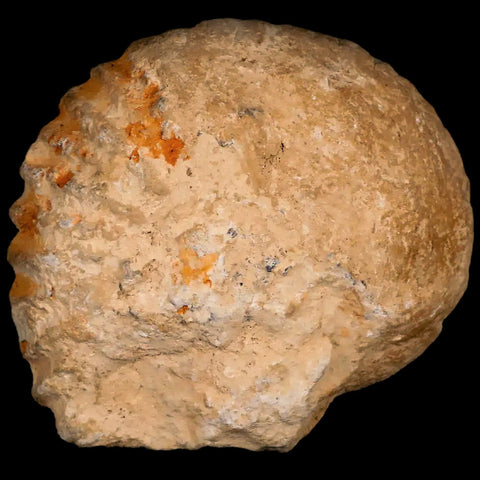 3.3" Acanthoceras Ammonite Fossil Agadir Morocco 360 Million Year Old COA - Fossil Age Minerals