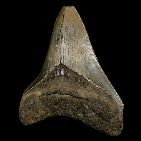 3.2" Quality Megalodon Shark Tooth Serrated Fossil Natural Miocene Age COA - Fossil Age Minerals