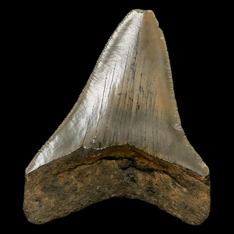 3.2" Quality Megalodon Shark Tooth Serrated Fossil Natural Miocene Age COA - Fossil Age Minerals