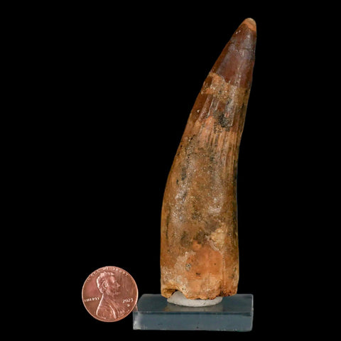 XL 3.8" Spinosaurus Fossil Tooth 100 Million Years Old Cretaceous Dinosaur COA Stand - Fossil Age Minerals