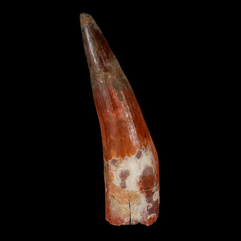 XL 3.8" Spinosaurus Fossil Tooth 100 Million Years Old Cretaceous Dinosaur COA Stand - Fossil Age Minerals