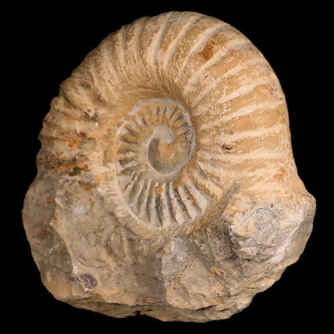 4" Acanthoceras Ammonite Fossil Agadir Morocco 360 Million Year Old COA - Fossil Age Minerals