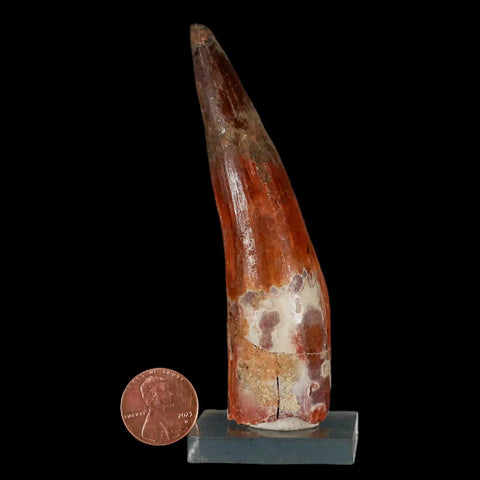 XL 3.8" Spinosaurus Fossil Tooth 100 Million Years Old Cretaceous Dinosaur COA Stand - Fossil Age Minerals