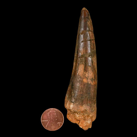 XL 4" Spinosaurus Fossil Tooth 100 Million Years Old Cretaceous Dinosaur COA - Fossil Age Minerals