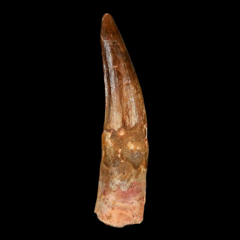 XXL 4.1" Spinosaurus Fossil Tooth 100 Million Years Old Cretaceous Dinosaur COA - Fossil Age Minerals