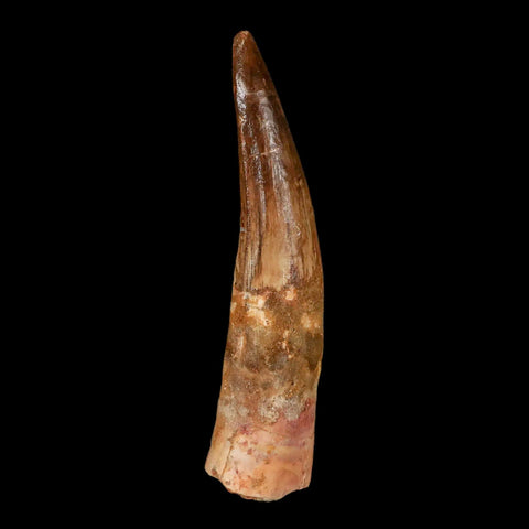 XXL 4.1" Spinosaurus Fossil Tooth 100 Million Years Old Cretaceous Dinosaur COA - Fossil Age Minerals